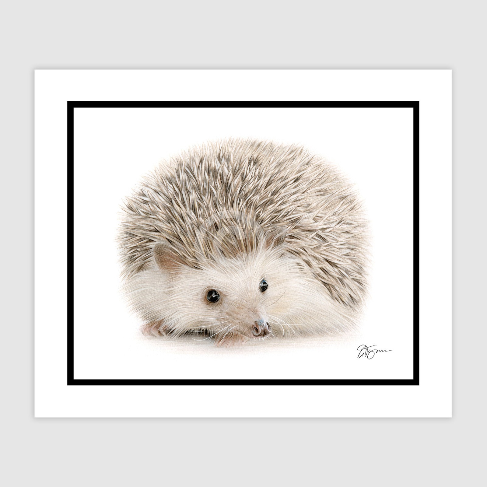 HEDGEHOG original signed colour pencil drawing artwork - 10" x 8" size