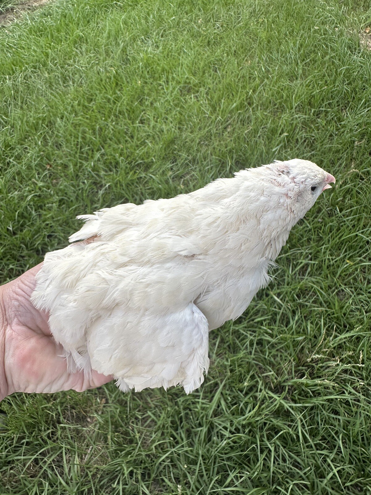 Quail 30 Jumbo Texas A&M Large Egg Layer Great meat priority ship and foam pack