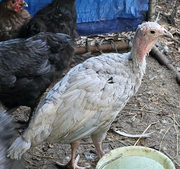 Vaux Fields Poultry Farm - 12 Assorted *Mystery* Hatching Eggs!