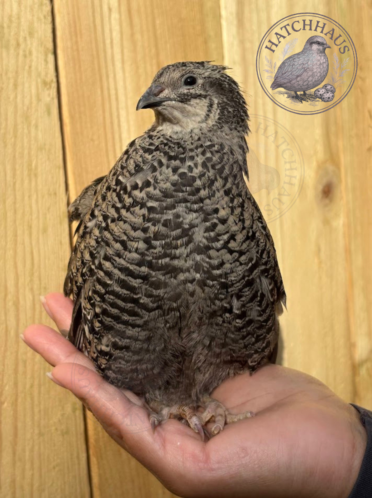 100 Assorted RARE COLORS Coturnix Quail Hatching Eggs - shipped in foam