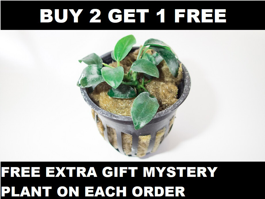 Anubias Barteri var. Nana 'Petite' Live Aquarium Plant planted tank BUY2GET1FREE