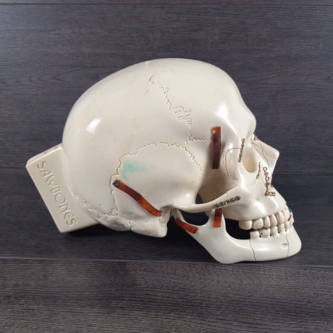 Vintage Sawbones Plastic Human Anatomy Skull