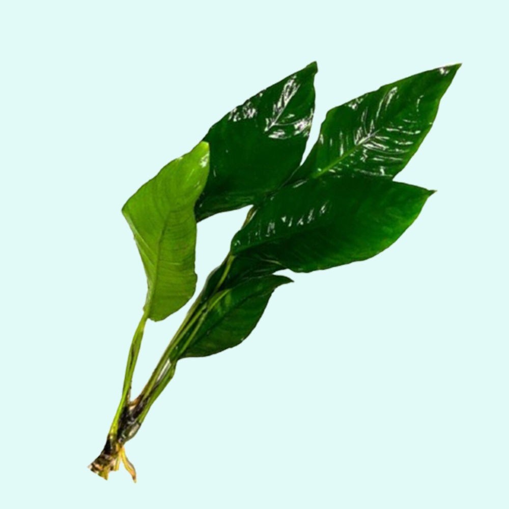 🌱BUY2 GET1 FREE Anubias Lanceolata  (Rooted In 2" Pot)  Live Aquatic Plants