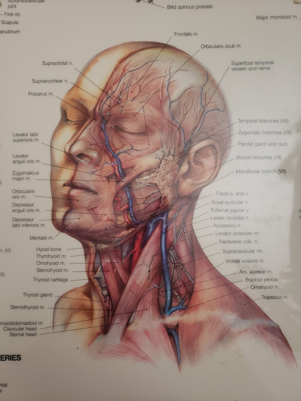 Posters Muscular System, Teeth, Head and Neck. Laminated Anatomical Charts 1981c