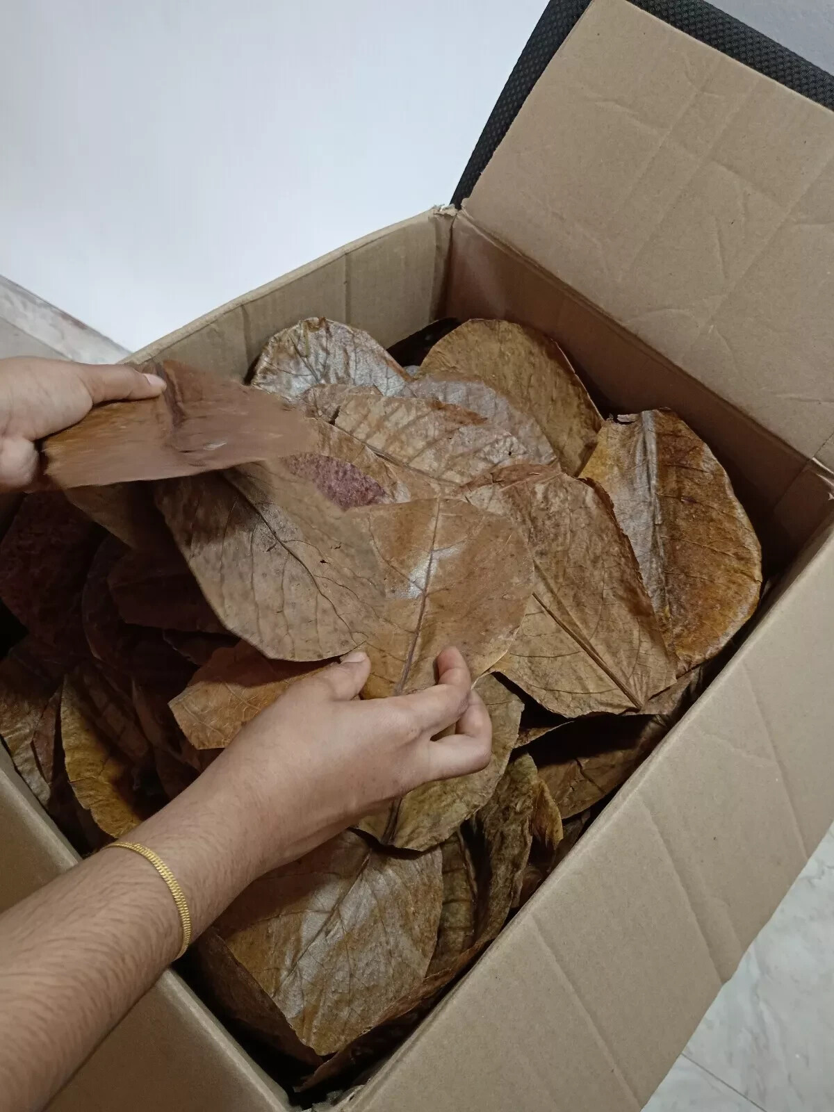 100Pcs Catappa Almond Leaves 6'' Fish Aquarium Care Indian Ketapang Leaf Shrimp