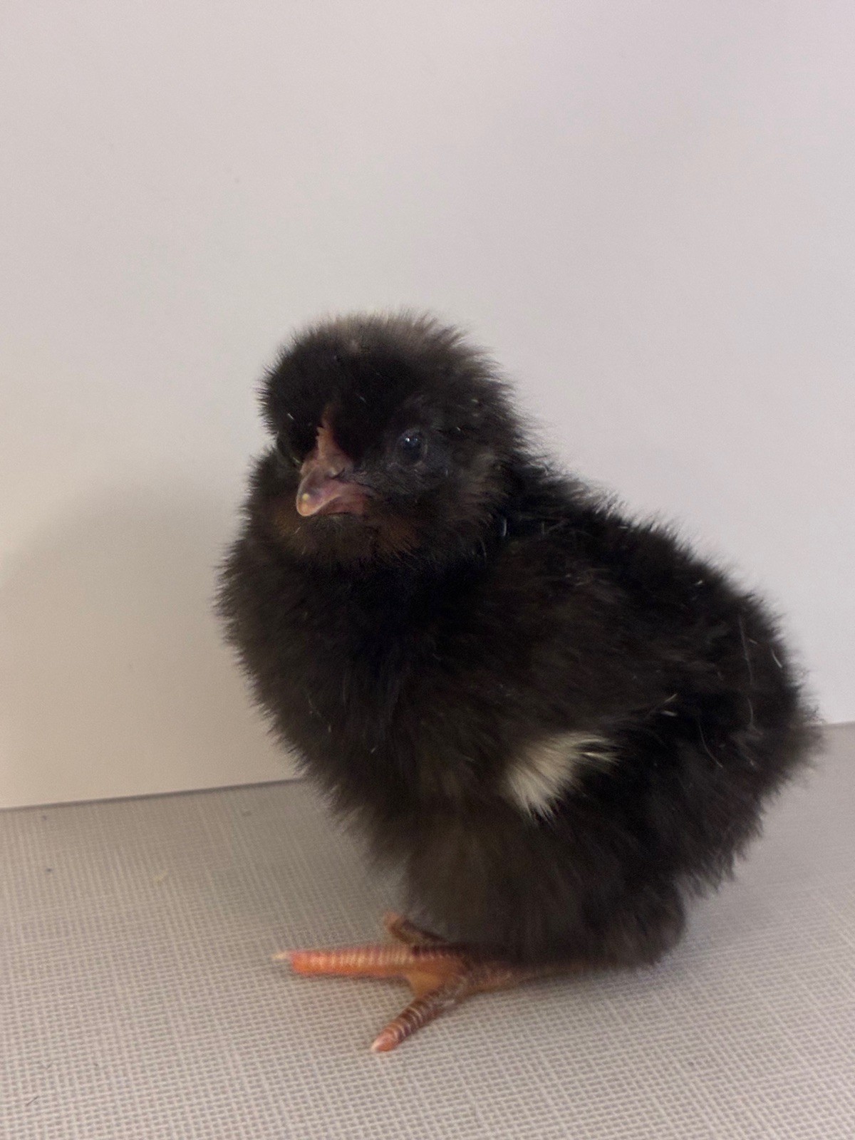 6+ Easter Egger Hatching Eggs Great For Rainbow Baskets!