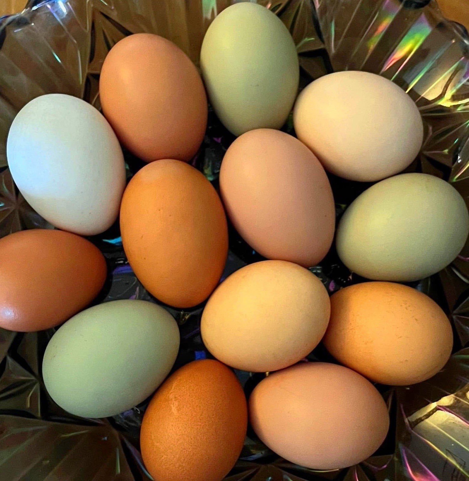 1doz.++ Assorted Species Fertile Hatching Eggs Turkey/chicken/duck
