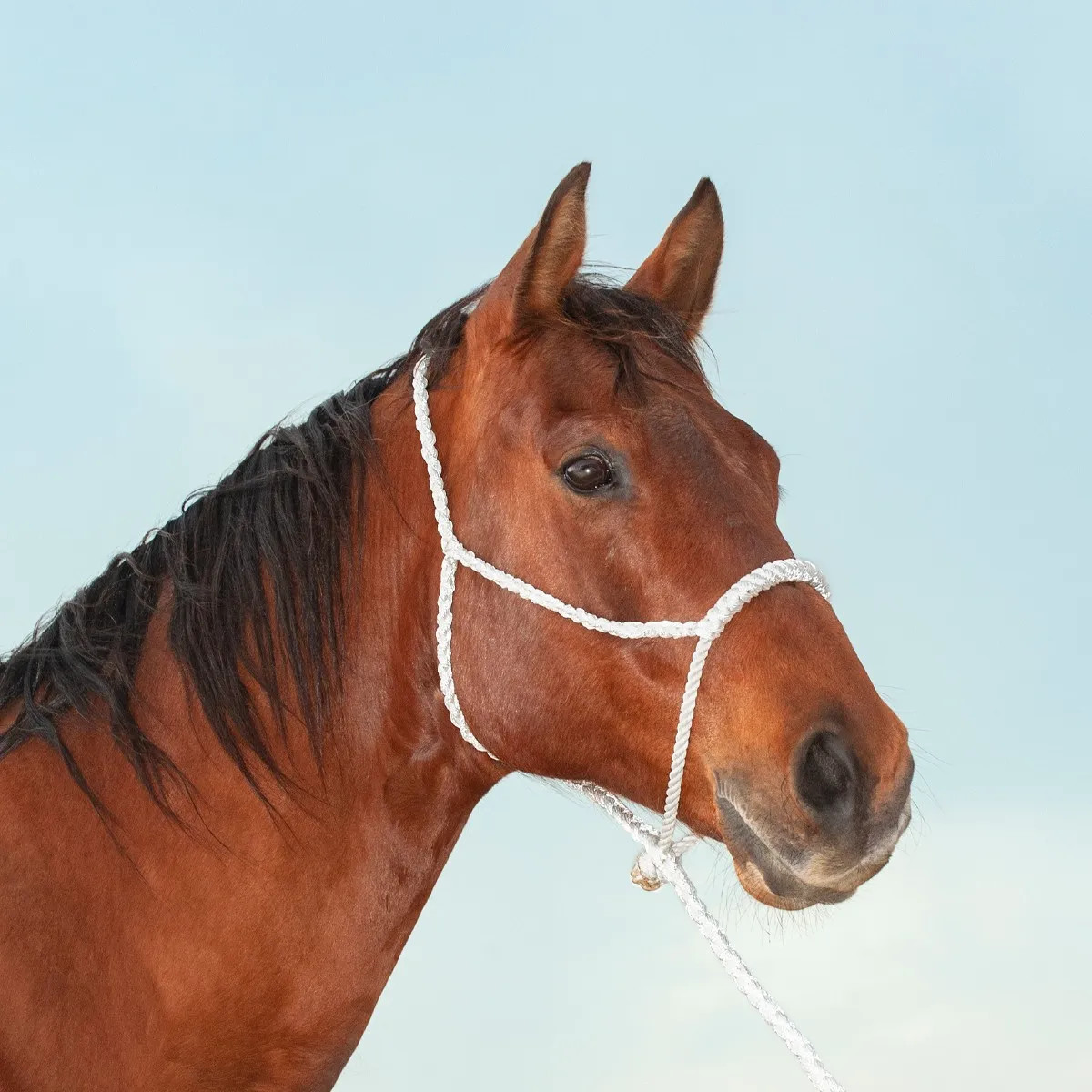 Classic Equine Rope Halter & Lead – Hardware-Free Training