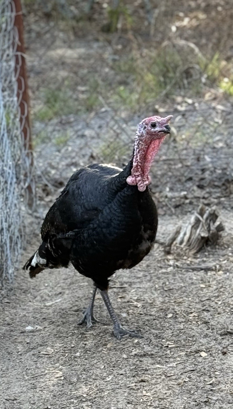 6 + 1 Heritage Blue Slate Turkey Hatching Eggs