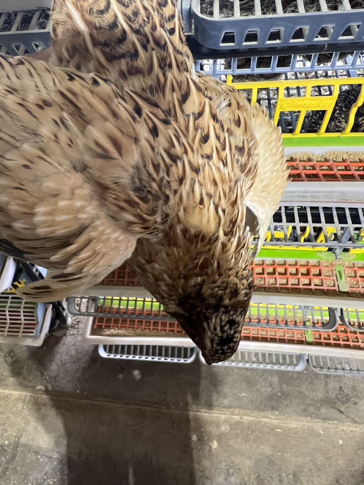 132 Jumbo Quail Hatching Eggs Rare Mix 11 Dozen