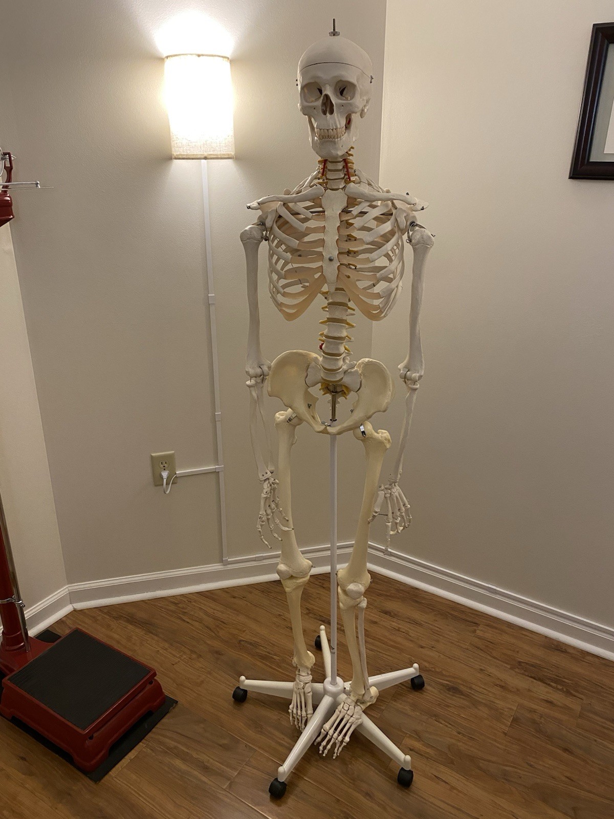 Fred The Flexible Skeleton Anatomical Model
