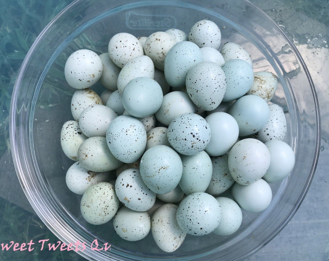 12 Celadon Blue Coturnix Quail Hatching Eggs - 100% BLUE