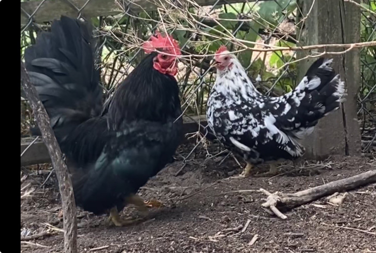 6+ Serama Hatching Eggs + Free Hatch Guide - Malaysian Miniature Bantam Rare