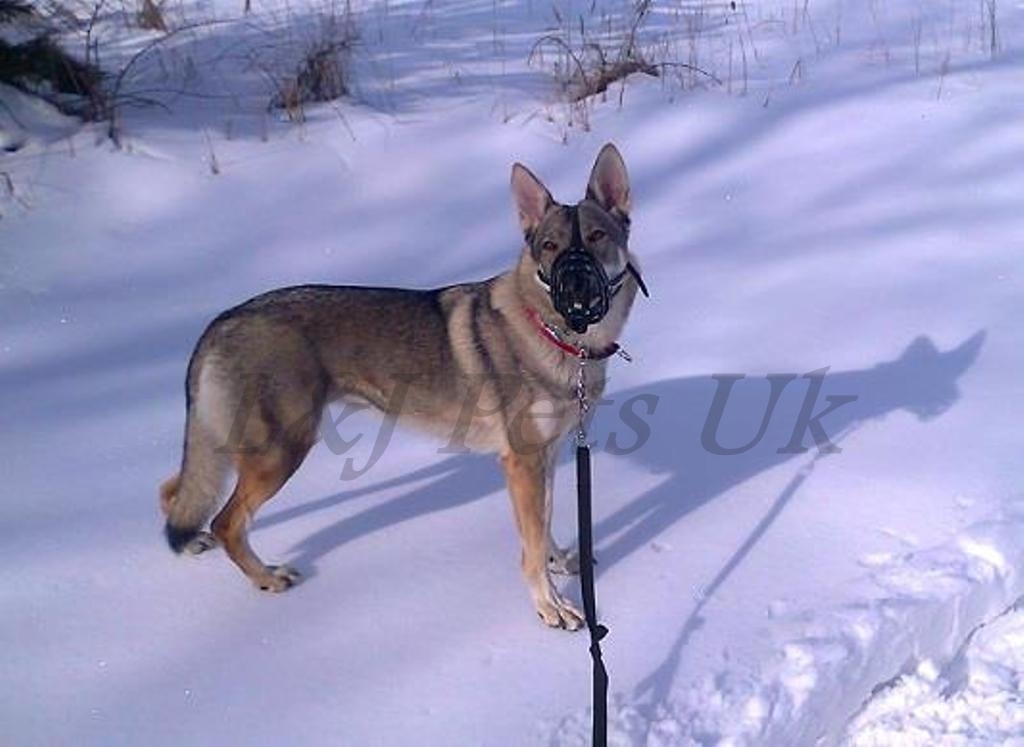 Light Real leather Dog Muzzle Czechoslovakian Wolfdog and Other