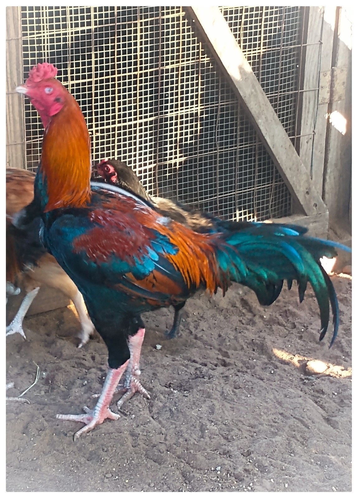 6 ASSORTED Pakistan Mianwali hatching eggs L@@K!