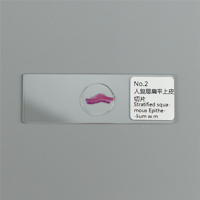 100PCS Mammals Pathology Microscope Prepared Slides Set Specimen