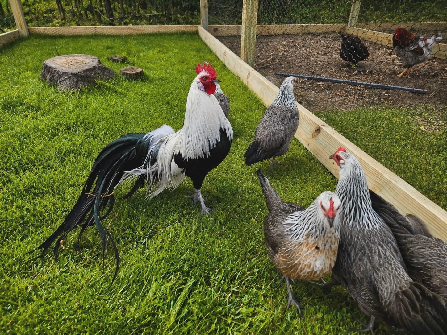 6+ Pure Silver Phoenix longtail Chicken hatching eggs L@@K!
