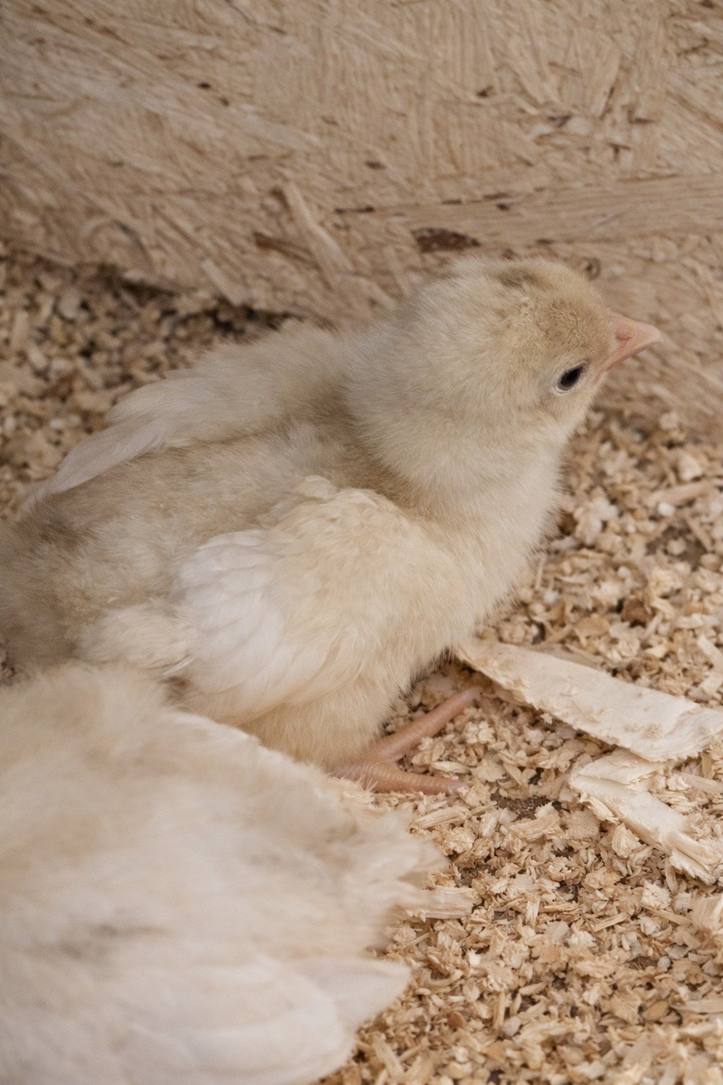 White Maran Hatching Eggs 12 + Eggs