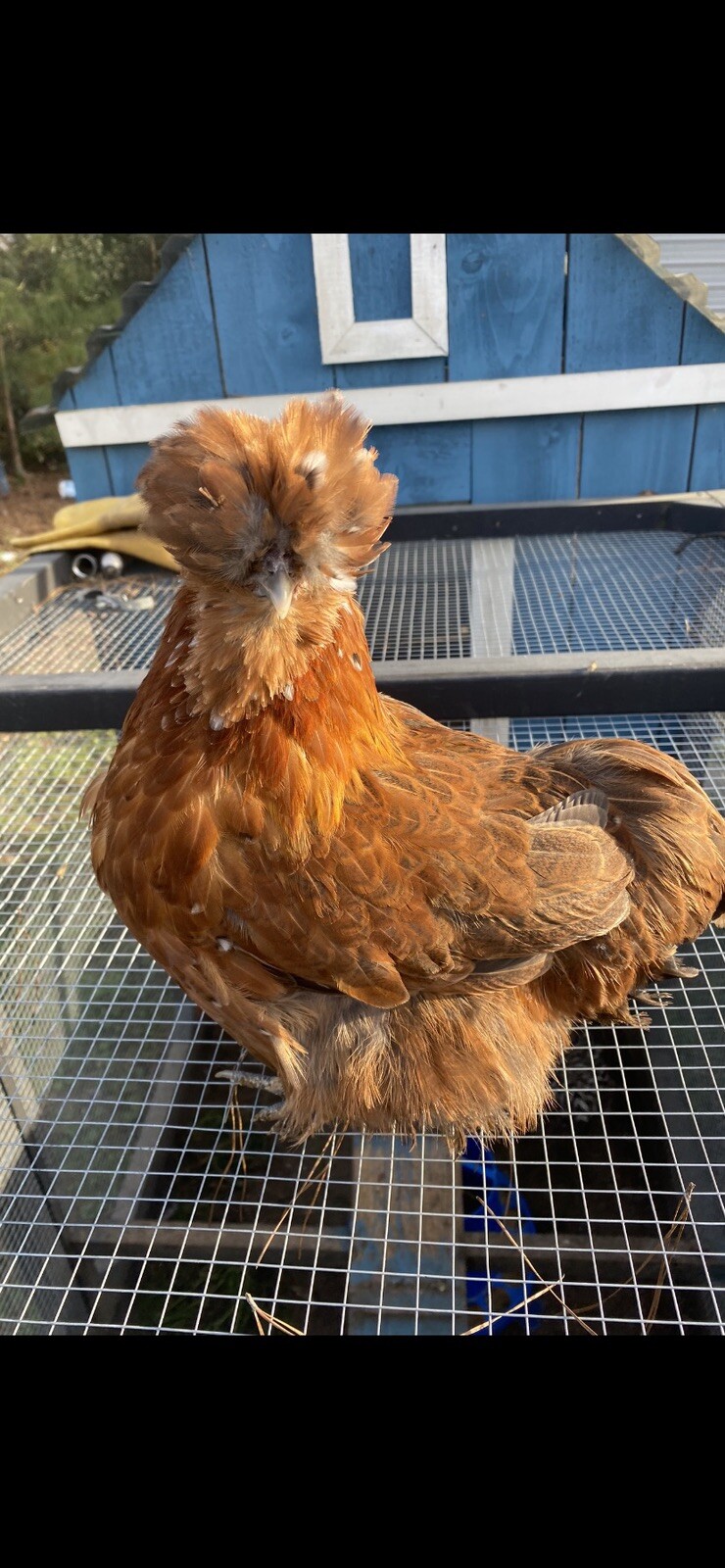 12+ Mille Fleur Satin Hatching Eggs NPIP & AI Clean