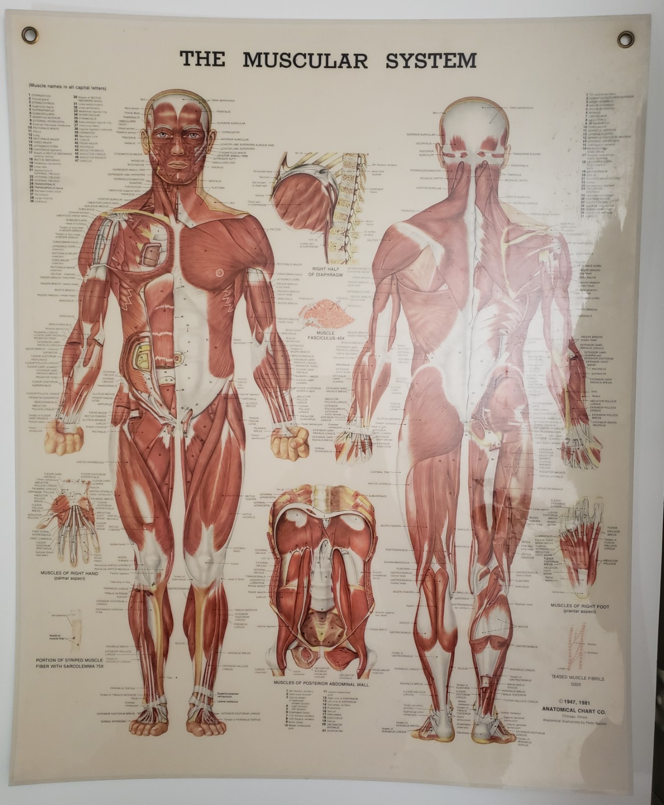Muscular System, Teeth, Head and Neck. Laminated Anatomical Charts 1981c