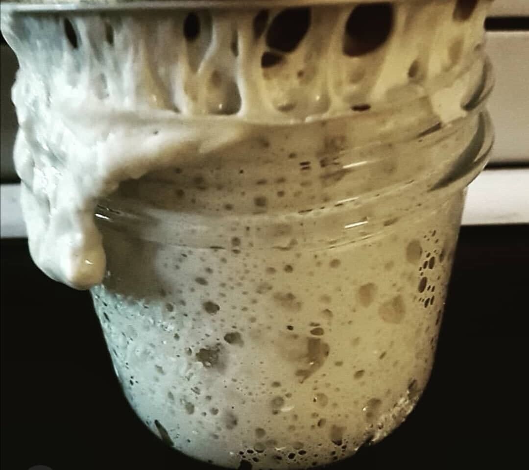 233yr Verified Heritage San Francisco Sourdough Starter Dehydrated DAILY FRESH!