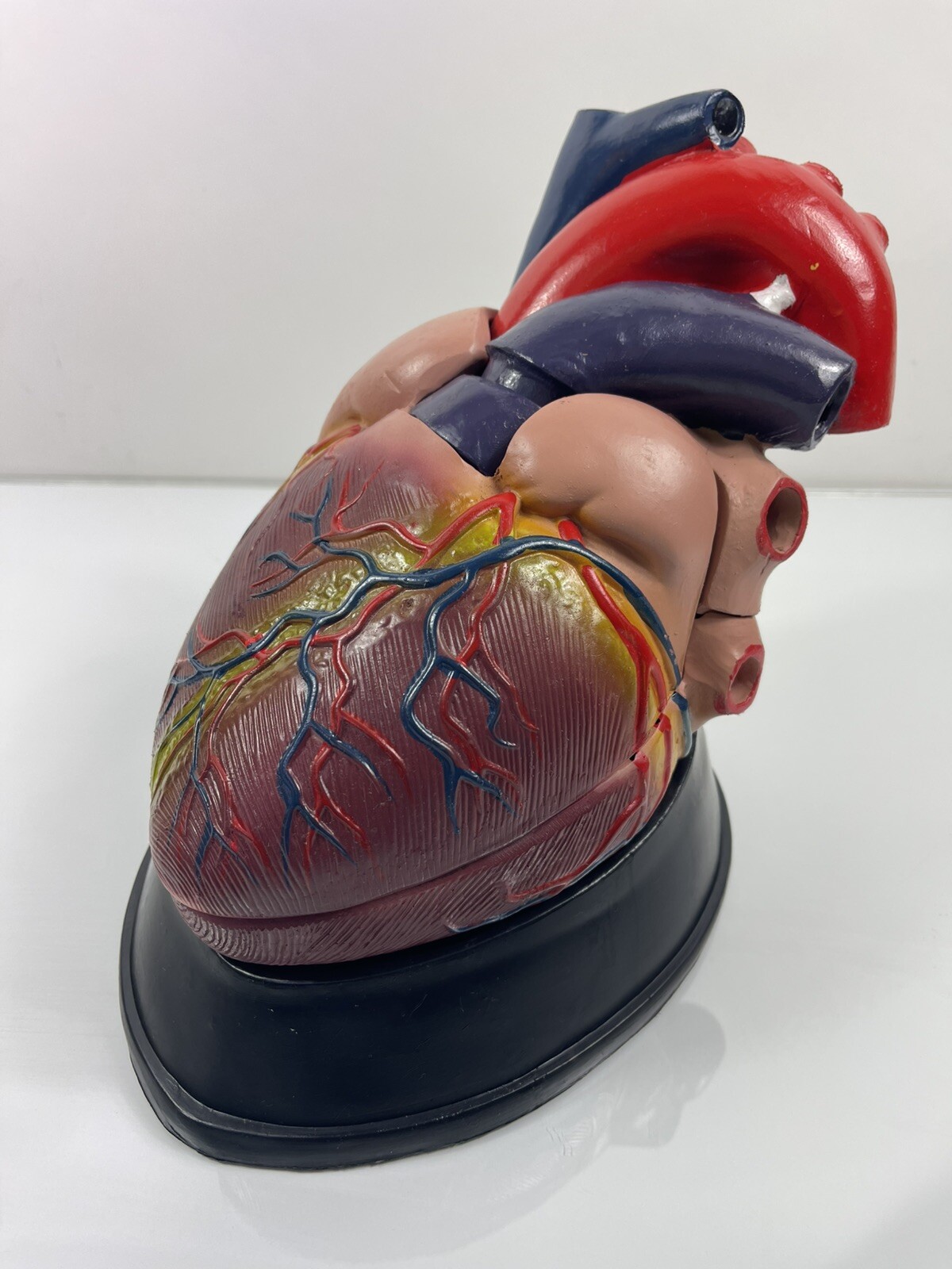 Human 3 Parts Heart Vein Arteriovenous Anatomy Cardiac Anatomical Model US STOCK