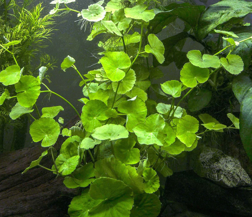 Brazilian Pennywort (Hydrocotyle leucocephala) – Live Aquarium or Pond Plant