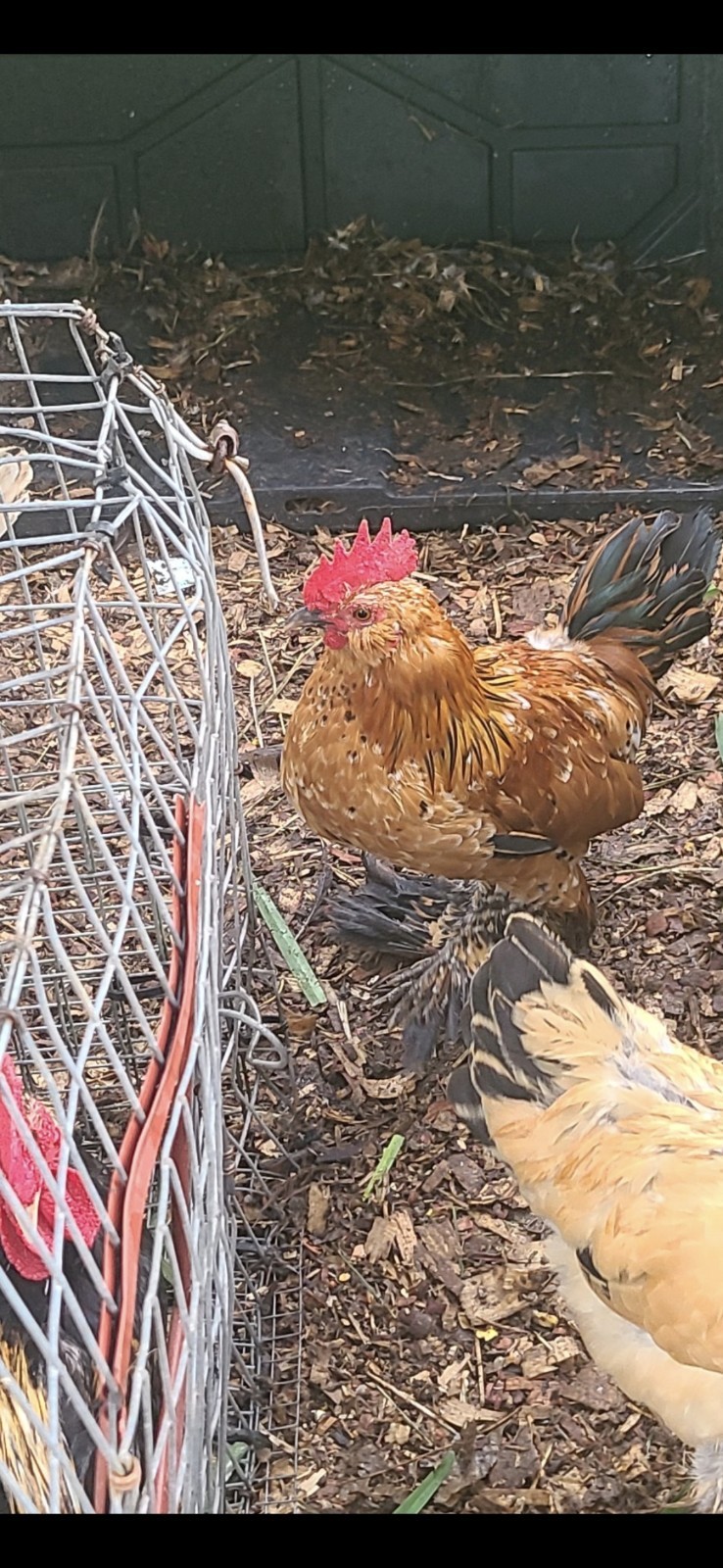 Fertile Bantam Mystery Hatch 18 eggs
