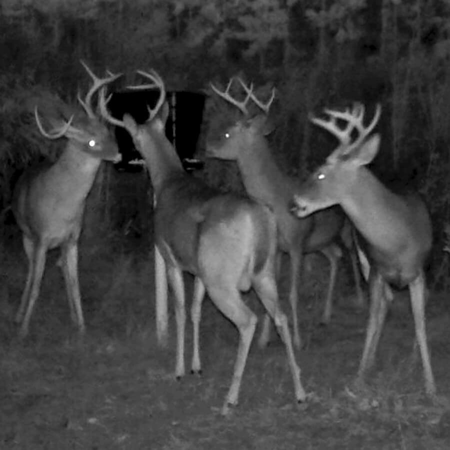 Deer feeder