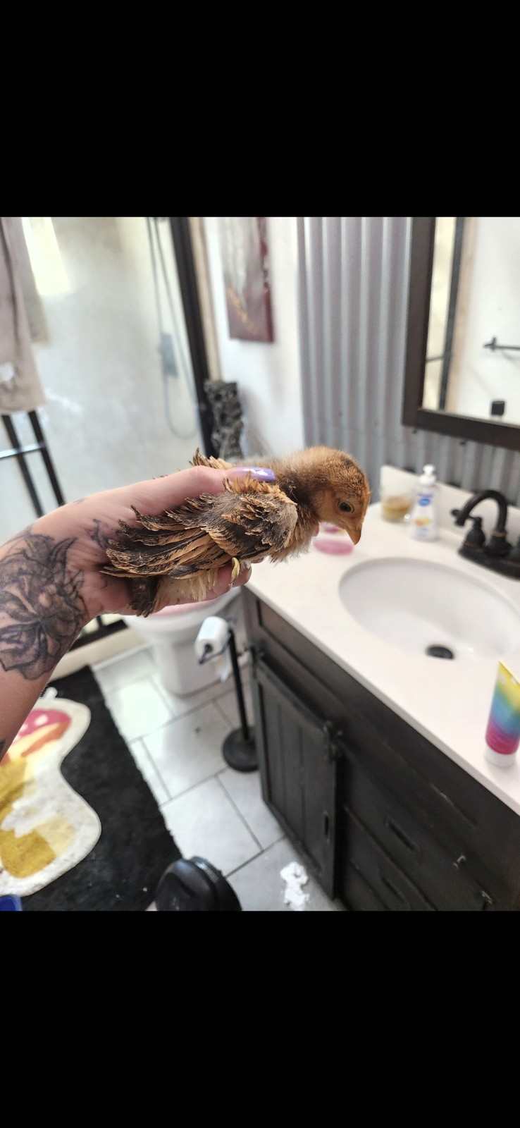 Fertile Bantam Mystery Hatch 18 eggs