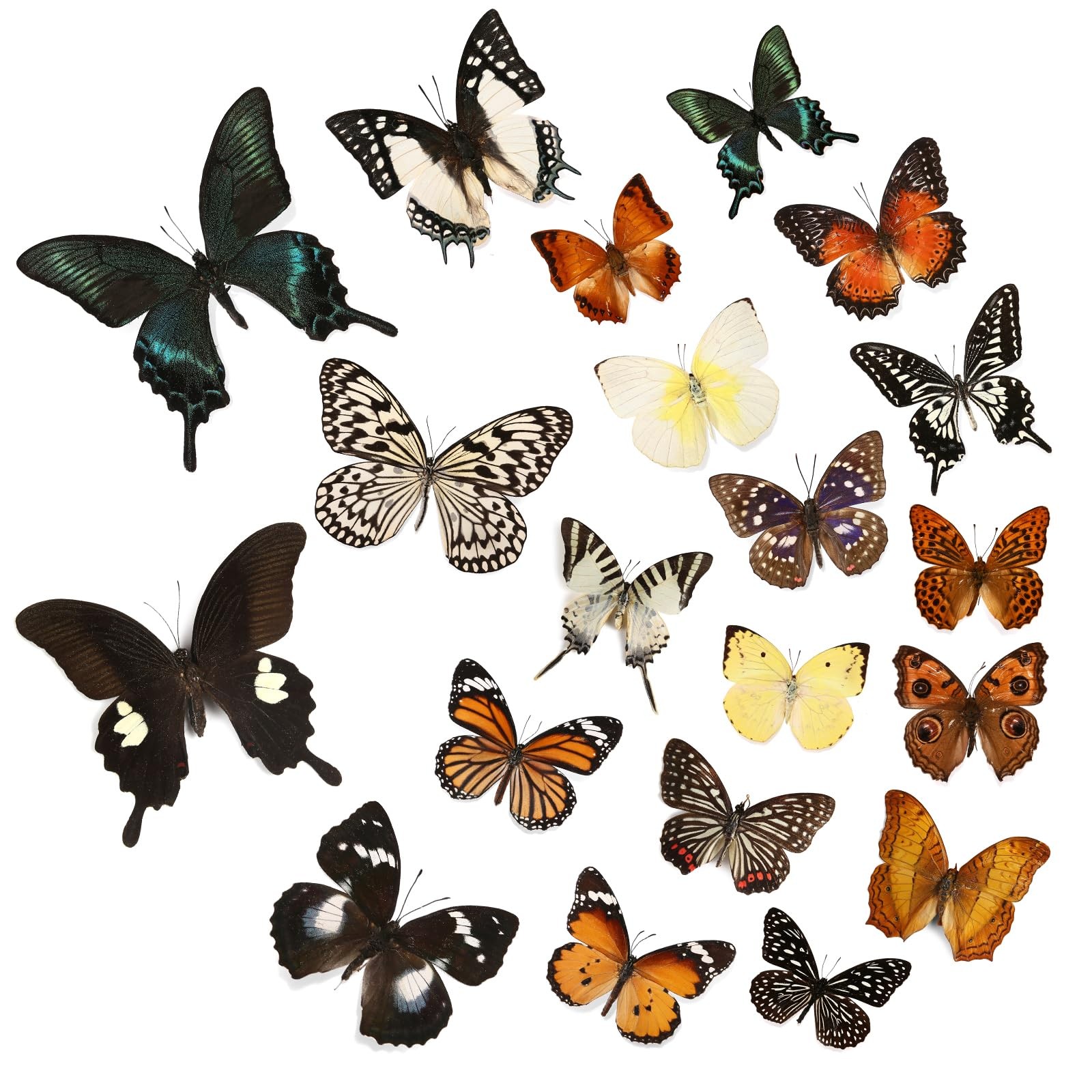 12 Pcs Real Butterfly Specimens for Crafts, Preserved Taxidermy Butterflies...