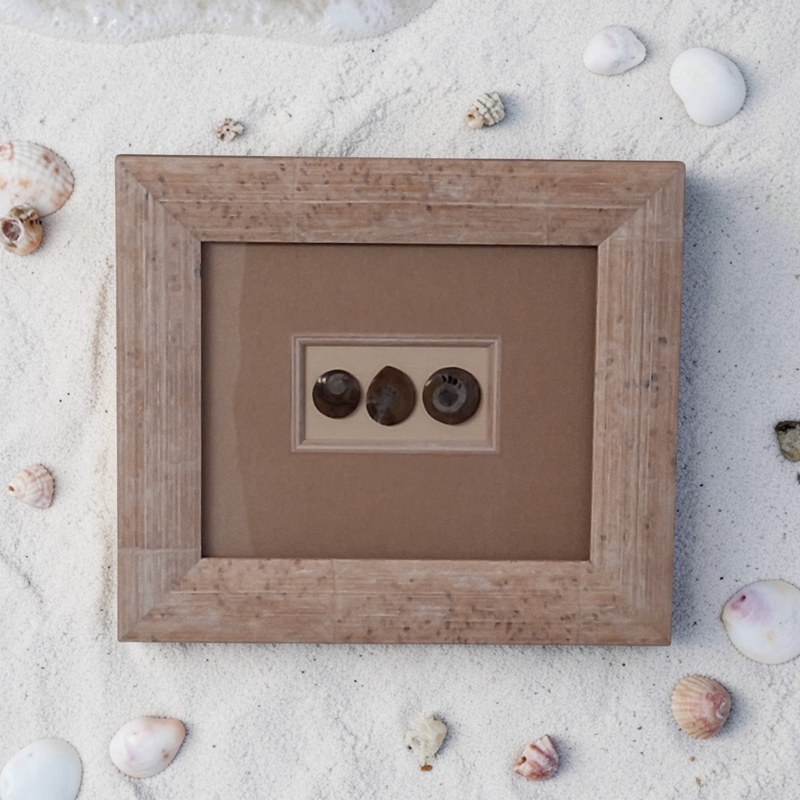 Framed Wall Art with Seashells Framed Ocean Art