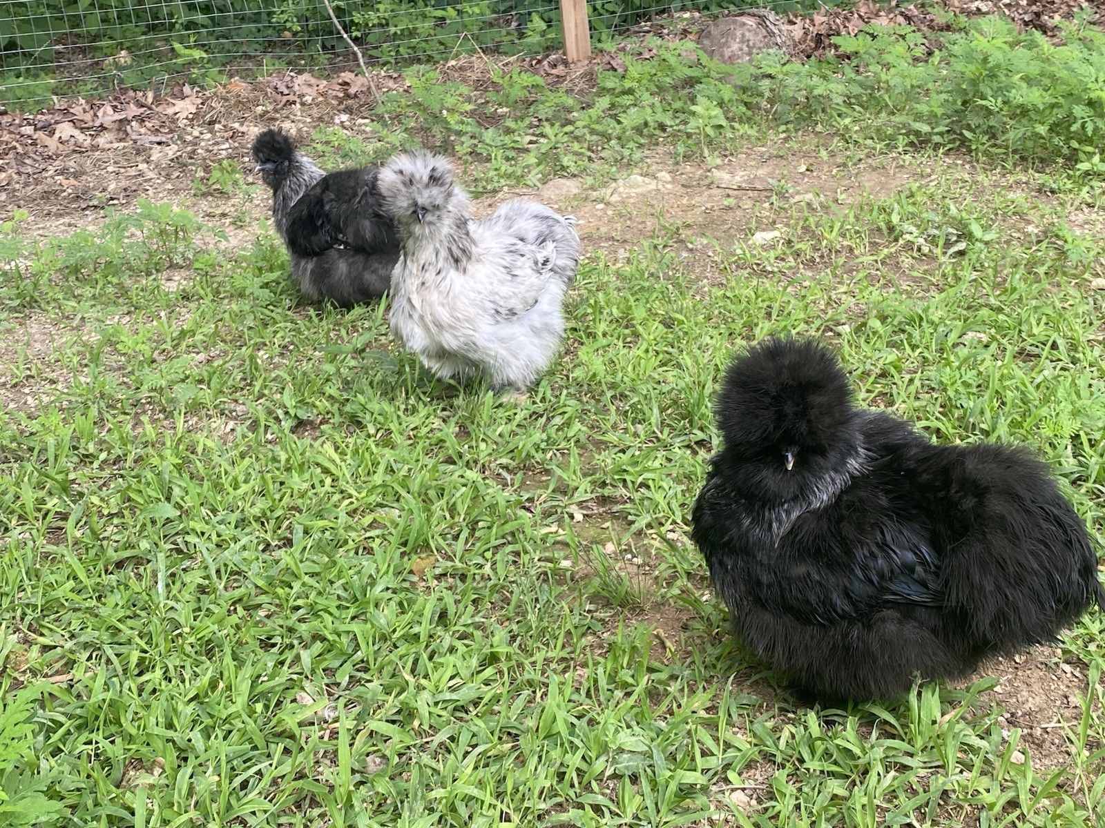 24 Bearded Silkie Hatching Eggs