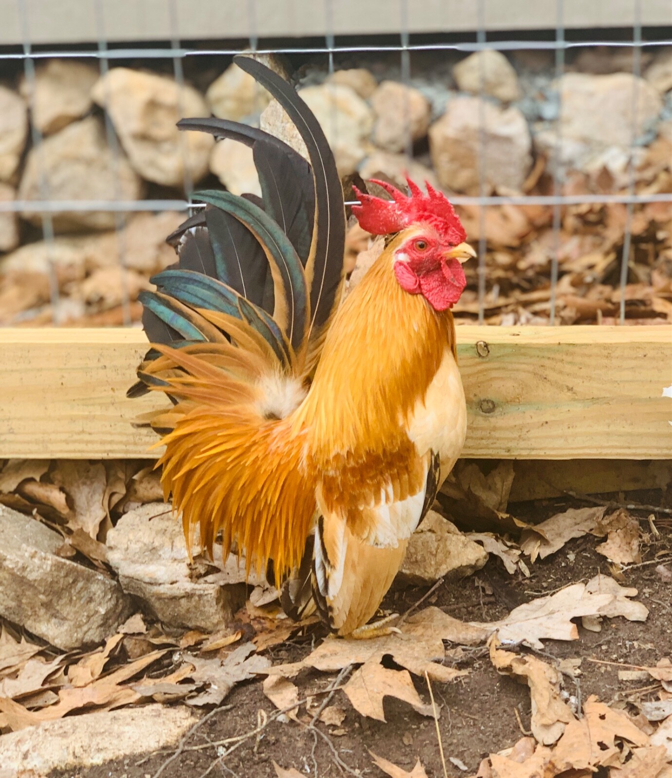 15 Traditional Serama Hatching Eggs-The tiniest breed of chicken