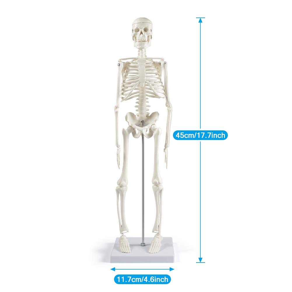 17" Human Skeleton Model with Movable Limbs for Anatomy Study & Display