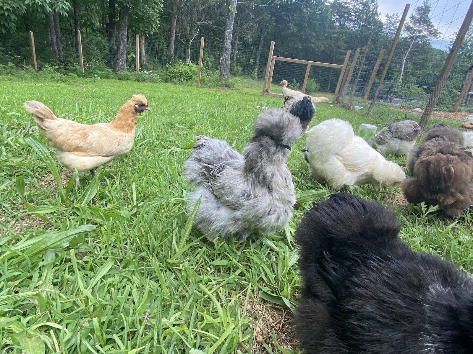 24 Bearded Silkie Hatching Eggs