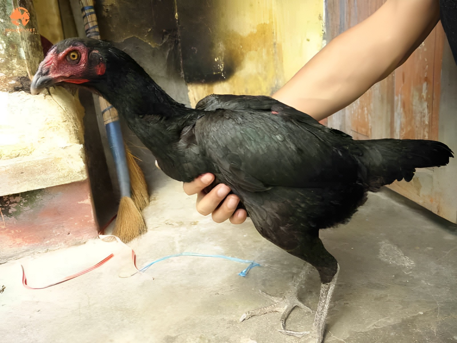 6 Rare Heritage Chicken Hatching Eggs –D0N- Gan0i-Cold Season Sale