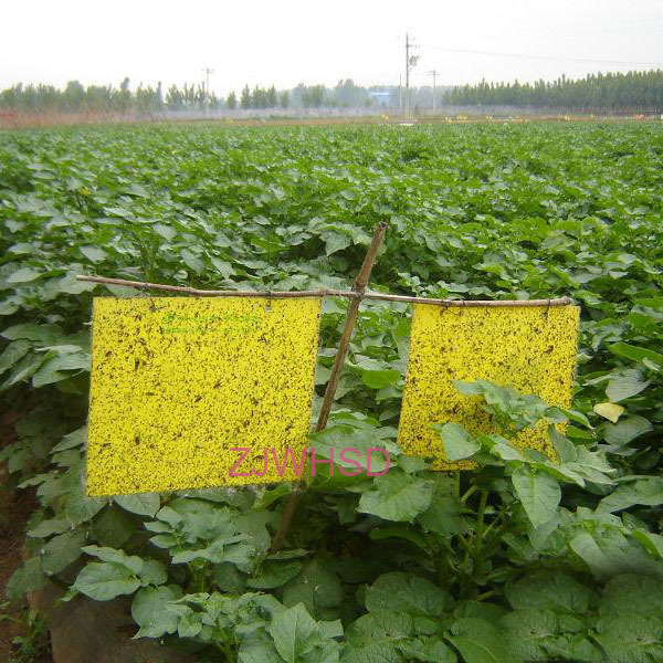 20pcs Yellow Sticky Insect Aphid Whitefly Thrip Gnat Fruitfly Leafminer Trap