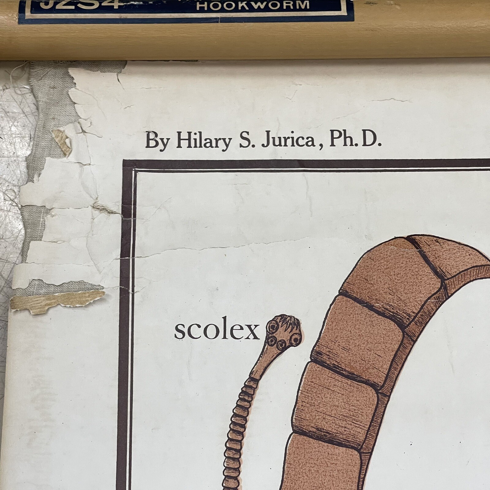 Vintage A.J Nystrom & Co. pull down Jurica Biology Series Tapeworm Hookworm