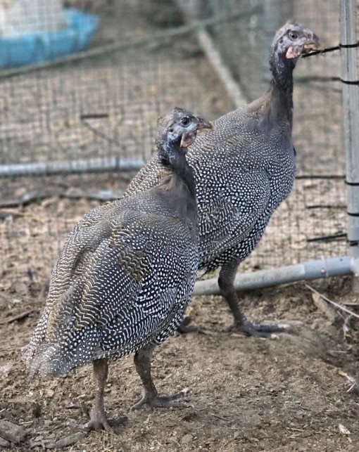 Vaux Fields Poultry Farm - 12 Assorted *Mystery* Hatching Eggs!