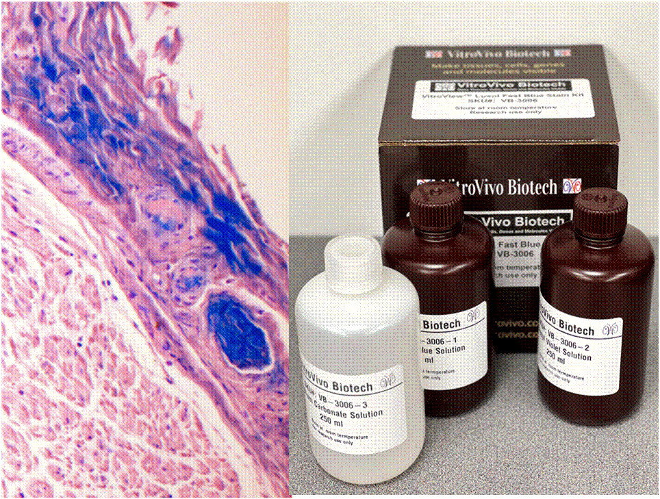 VitroView™ Luxol Fast Blue Stain Kit (Cat# VB-3006)