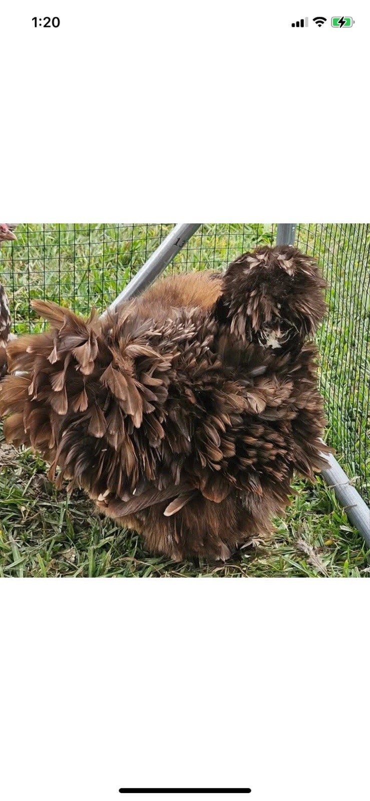 24 Bearded Silkie Hatching Eggs