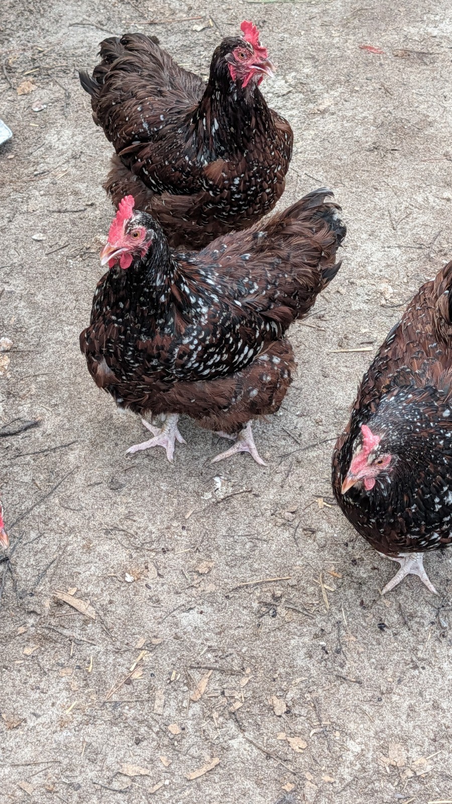 6+ English Jubilee Orpington Hatching Eggs. Fresh Daily.