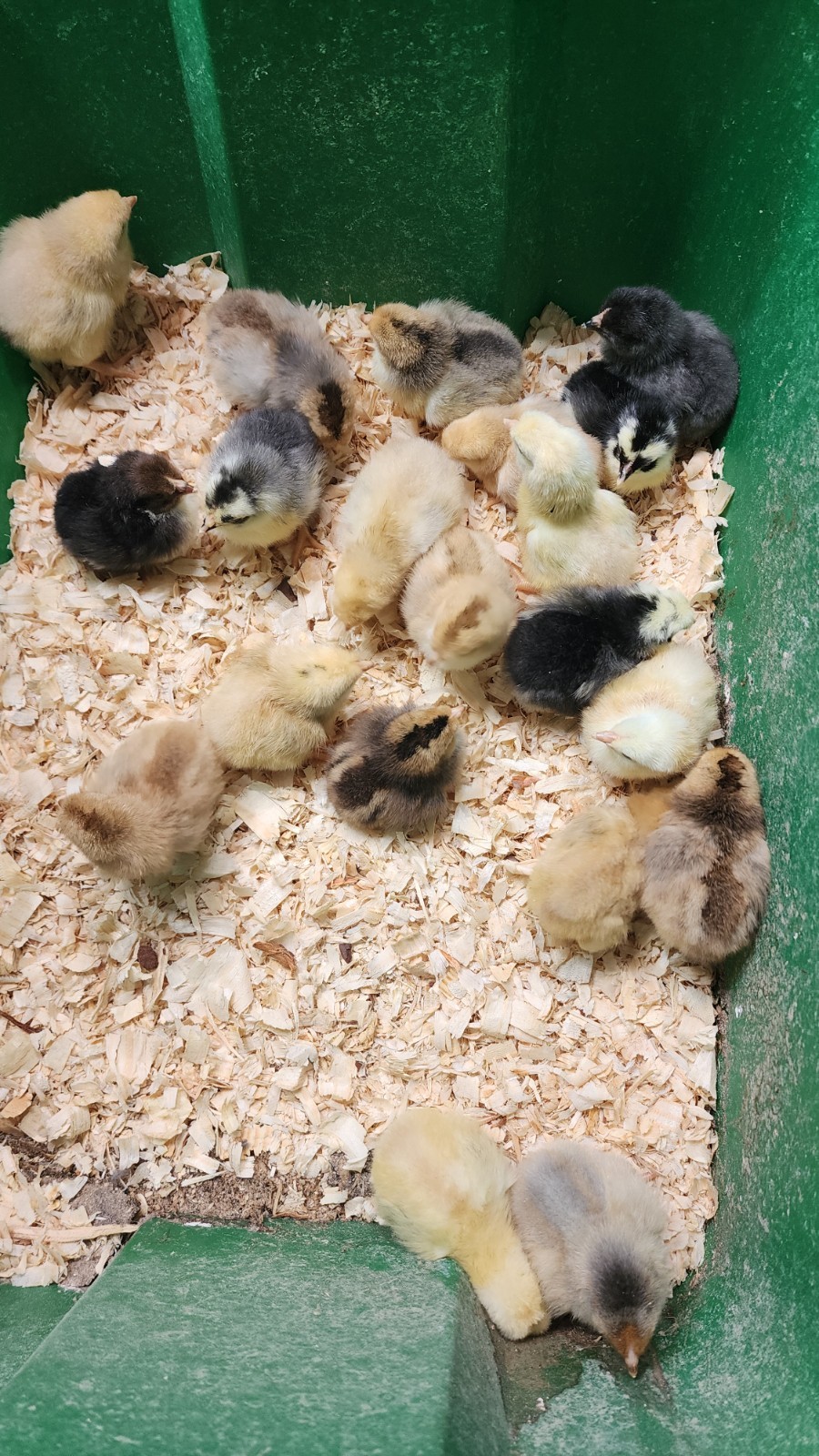 12+ Barnyard Mix Fresh Fertile Hatching Eggs FREE RANGE