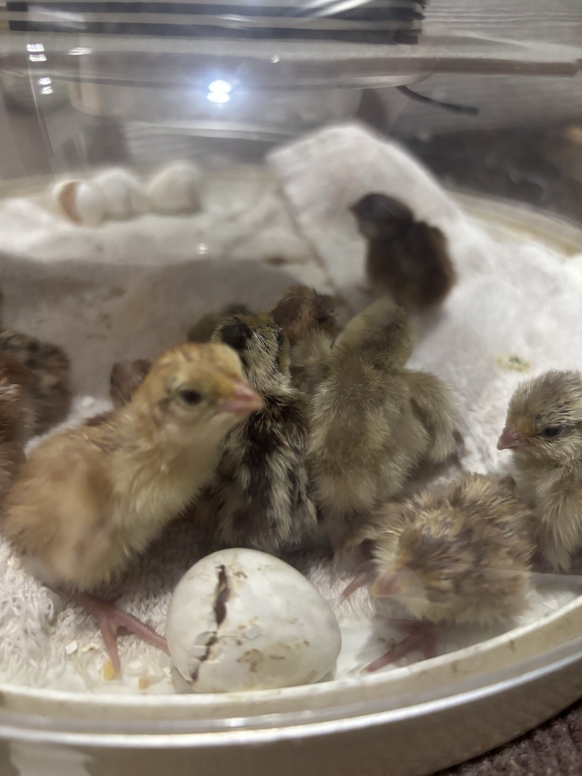 12+ Mixed Bobwhite Hatching Eggs