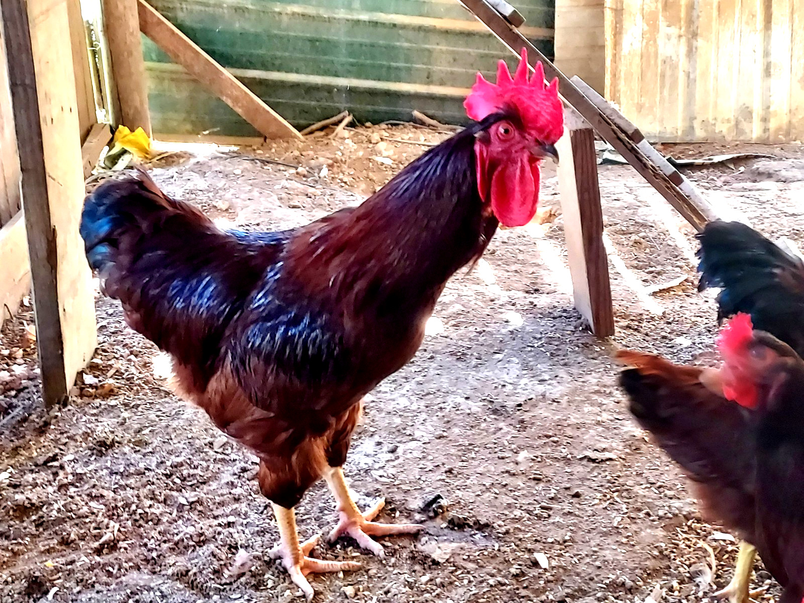 18 Purebred Rhode Island Red Chicken Fertile Hatching Eggs