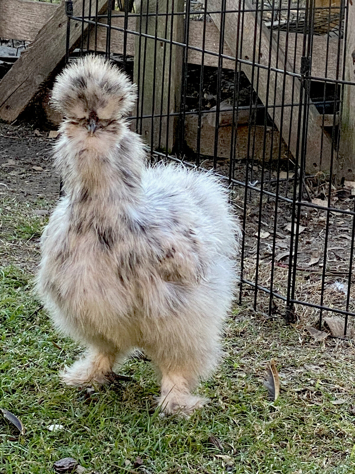 SHOW QUALITY 10 Silkie Chicken Hatching Eggs