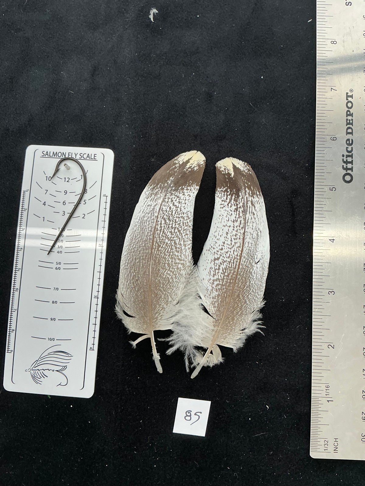 Kori Bustard feather pairs as seen in pictures.