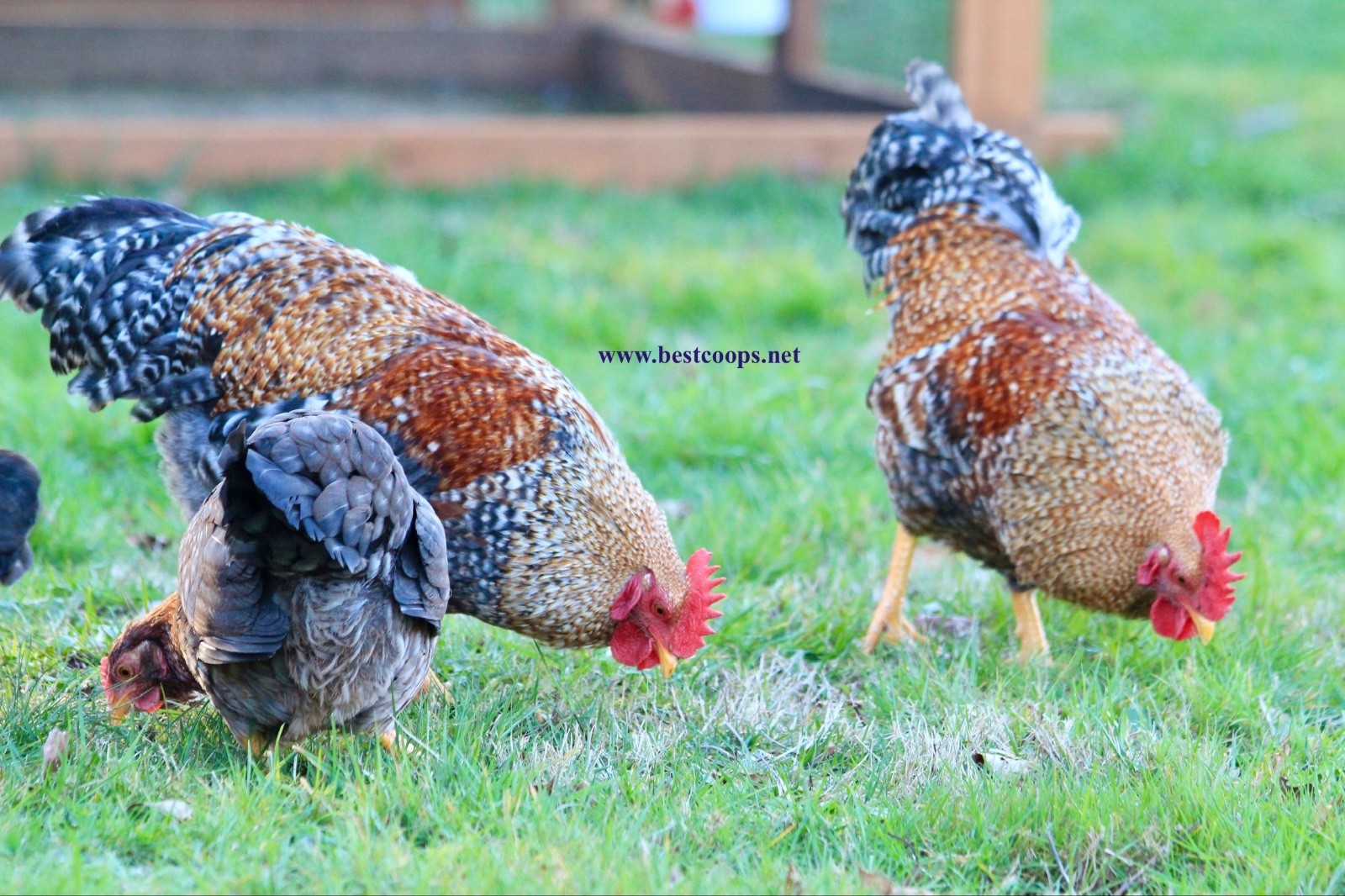 12+ Fertile Bantam Bielefelder Chicken Hatching Eggs
