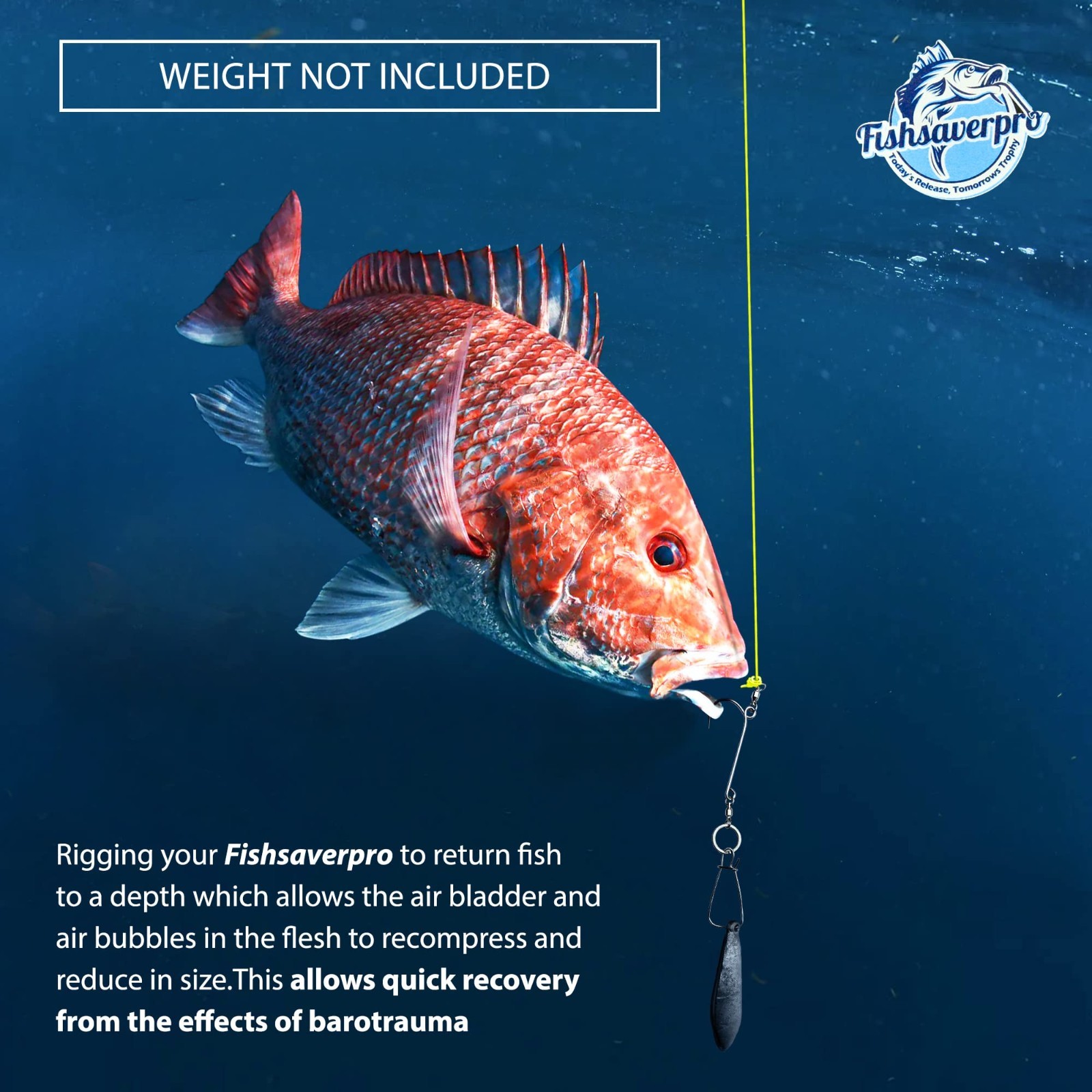 Compact Fish Descending Device - Reliable Release Tool for Red Snapper, NOAA Com